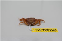 藏品(拉氏清溪蟹)的圖片